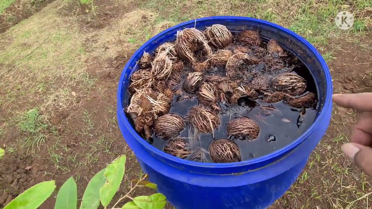 RAHASIA RACUN HAMA RAYAP DAN UREG SECARA ORGANIK.