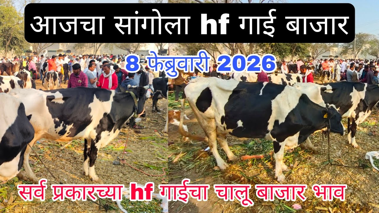 आजचा सांगोला hf गाई बाजार 8 फेब्रुवारी 2026 #cow_market_in_maharastra #sangola_bazar #hf_cow #dairy