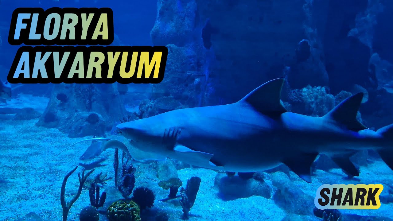 Florya Akvaryum - İstanbul #akvaryum #balık #aquarium #aquariumflorya #fishing