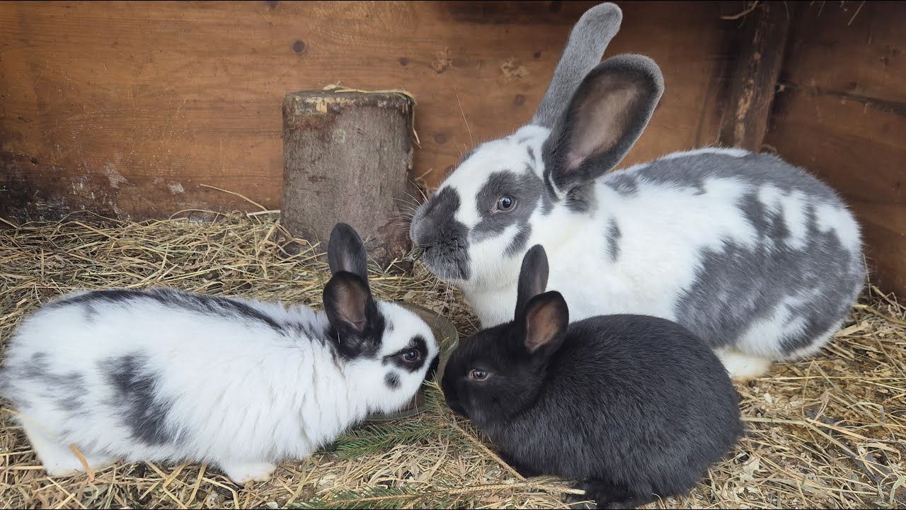 СОДЕРЖАНИЕ КРОЛИКОВ🐇РАЗВЕДЕНИЕ КРОЛИКОВ🐇🐰🐰🐇🐰