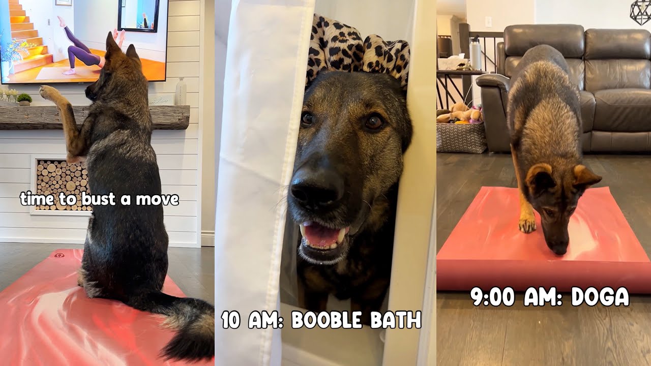 Morning routine for a dog influencer