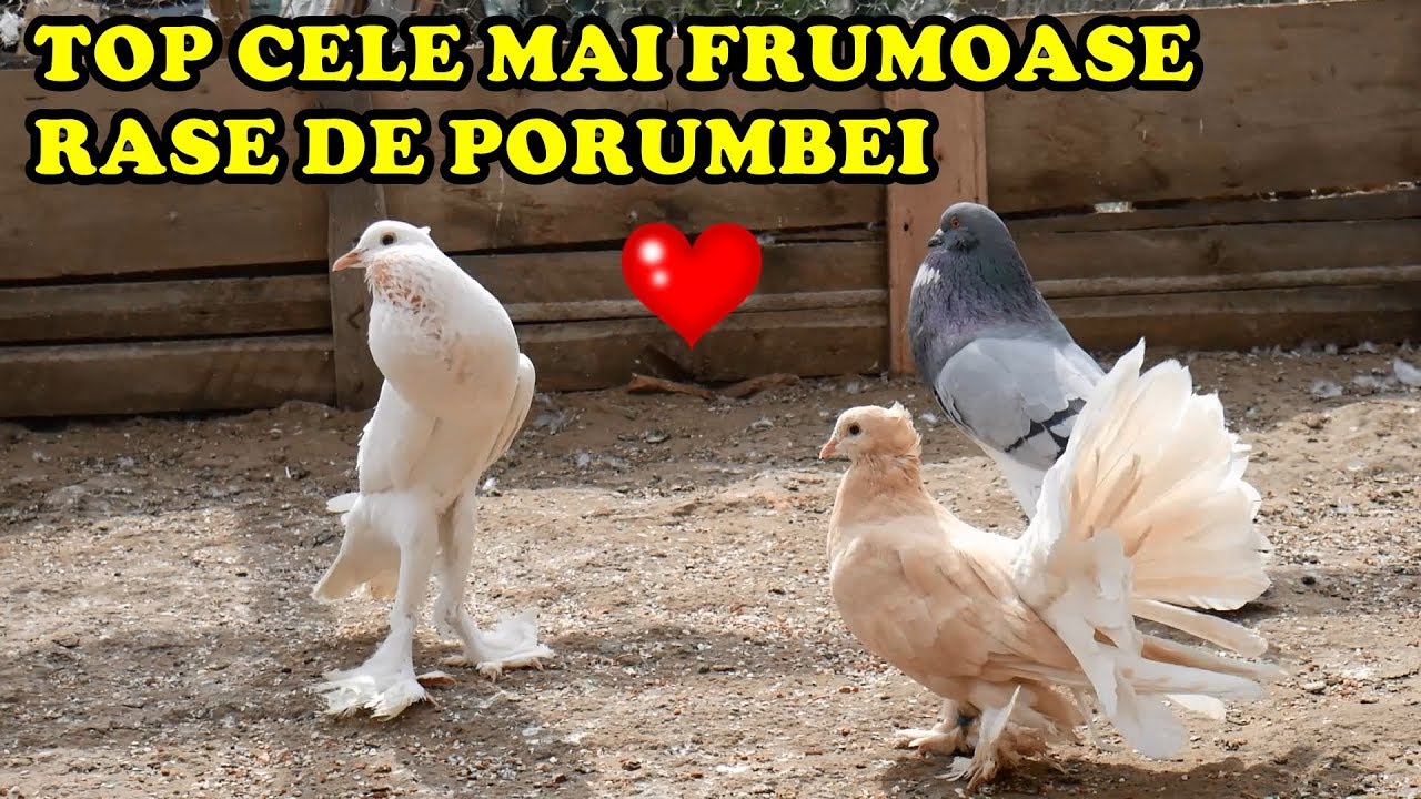 Are cei mai CIUDAȚI și mai FRUMOȘI PORUMBEI pe care i-am văzut în viața mea ! PESTE 35 de RASE