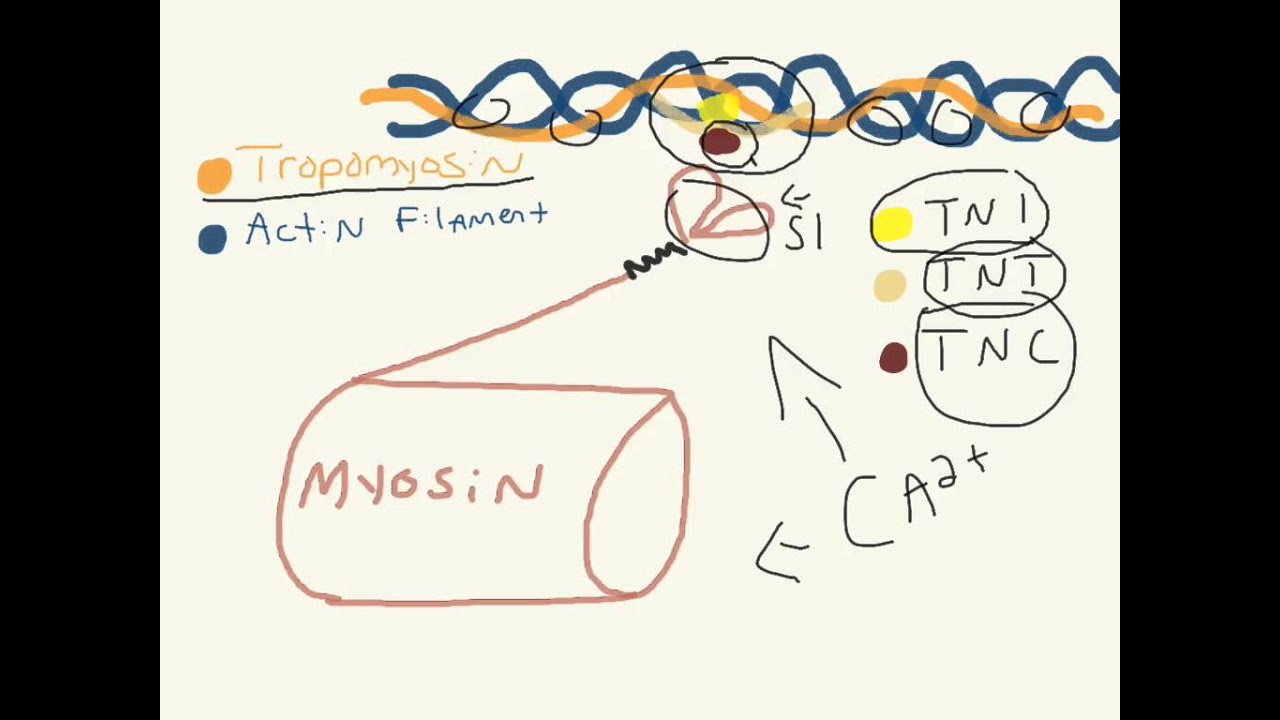 Troponin! What is it?