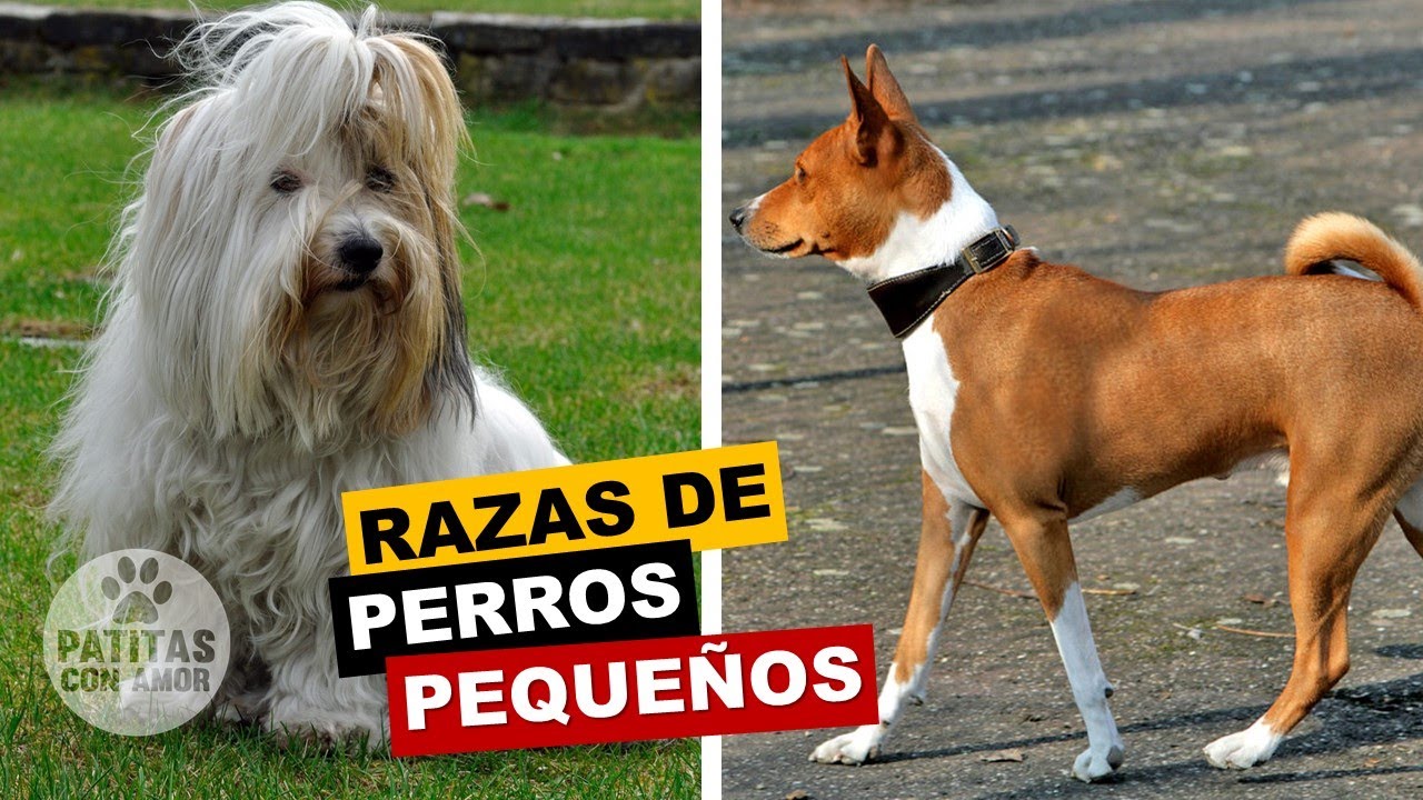 10 Razas De Perros Chicos Los Mejores Para Tener En Casa