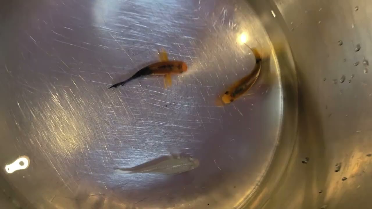 4K vision Mole Fish #fishing #fishmolee 