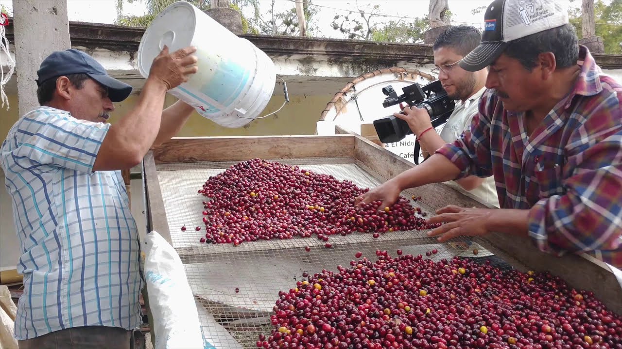 Proceso de Despulpado del Café
