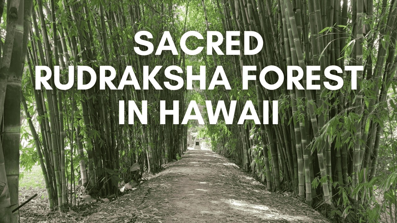 Rudraksha Forest Kauai's Hindu Monastery #hindutemple #rudraksha #meditation #yogalife #shivatemple
