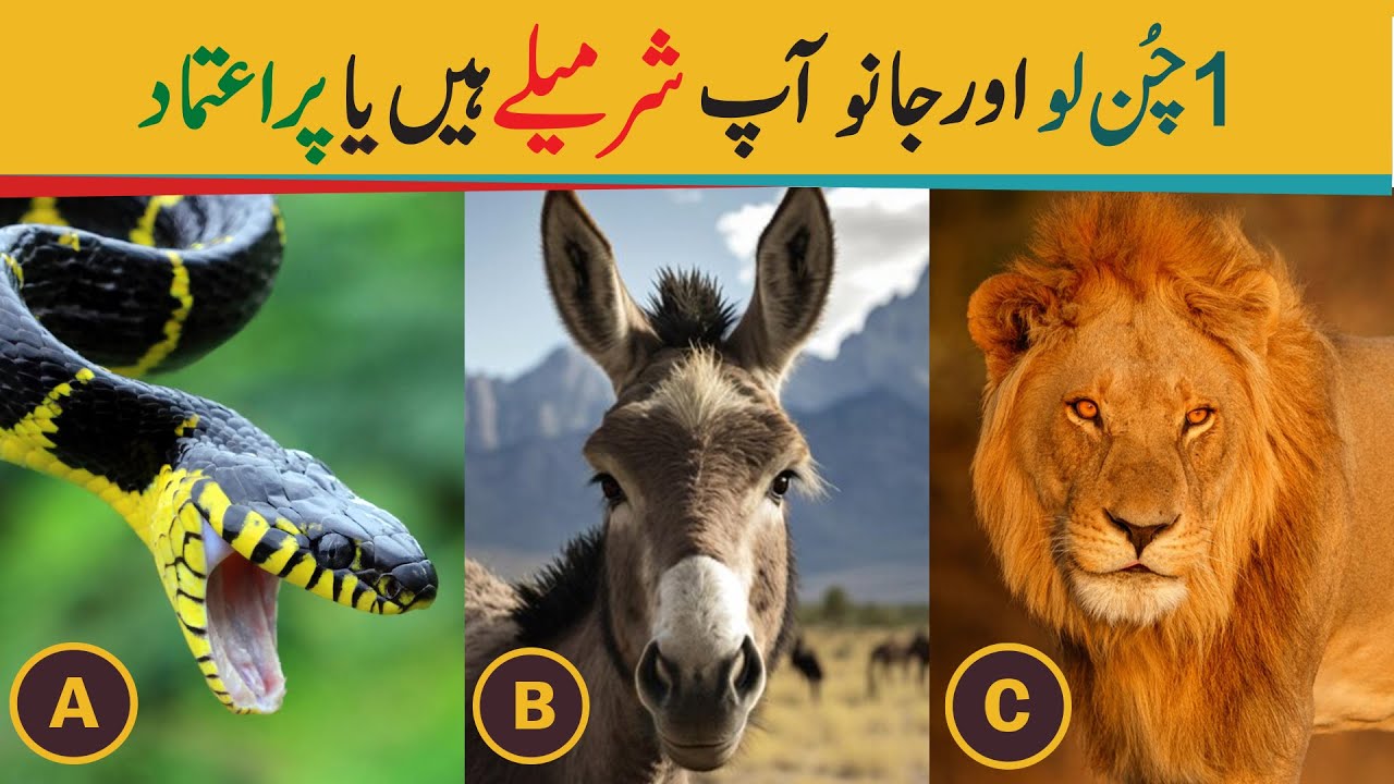 Personality Test :- Are you shy or confident? - Hamza Javed