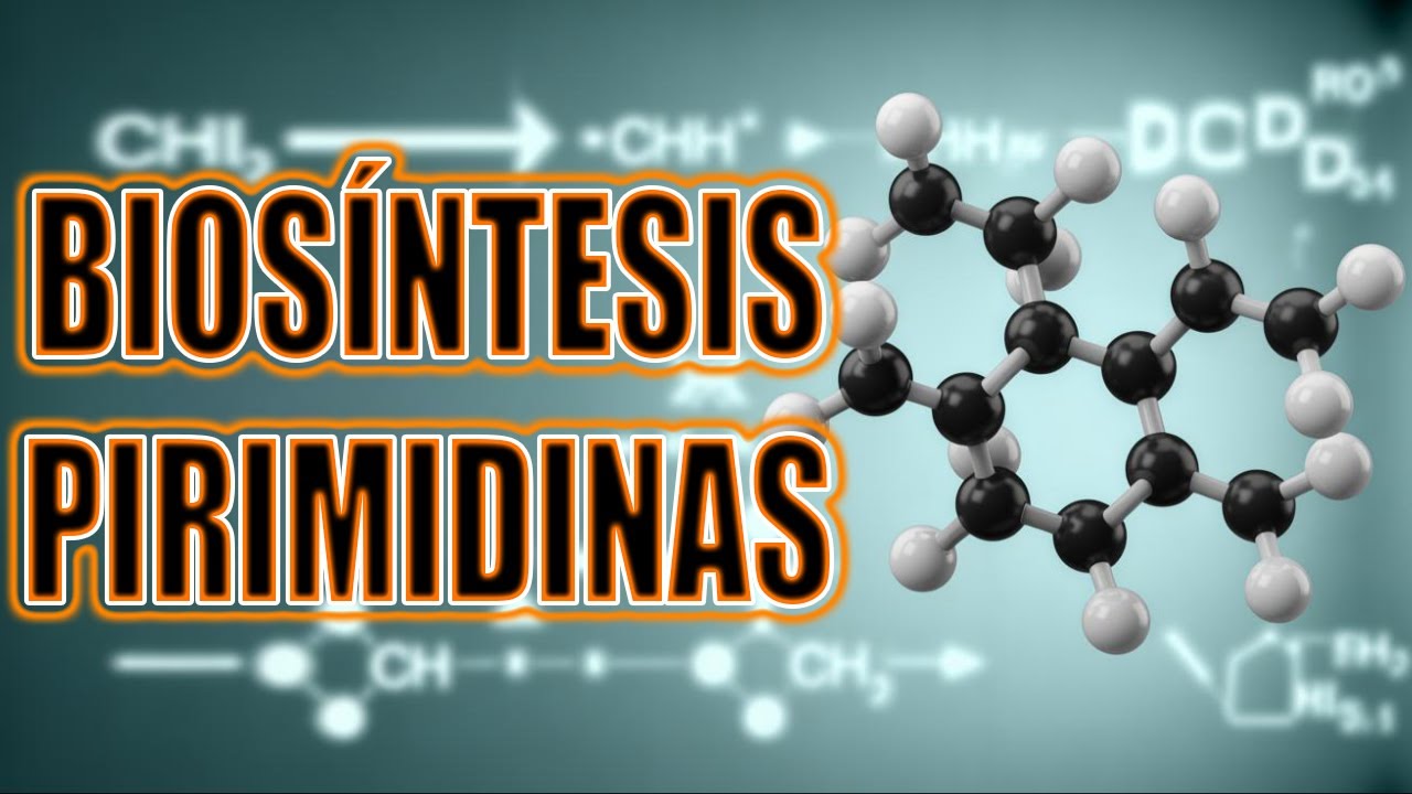 BIOSÍNTESIS DE PIRIMIDINAS, EL VIDEO QUE NECESITAS PARA APROBAR TU EXAMEN🤑