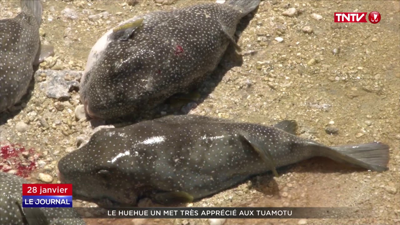 Le huehue, un mets tr&egrave;s appr&eacute;ci&eacute; aux Tuamotu