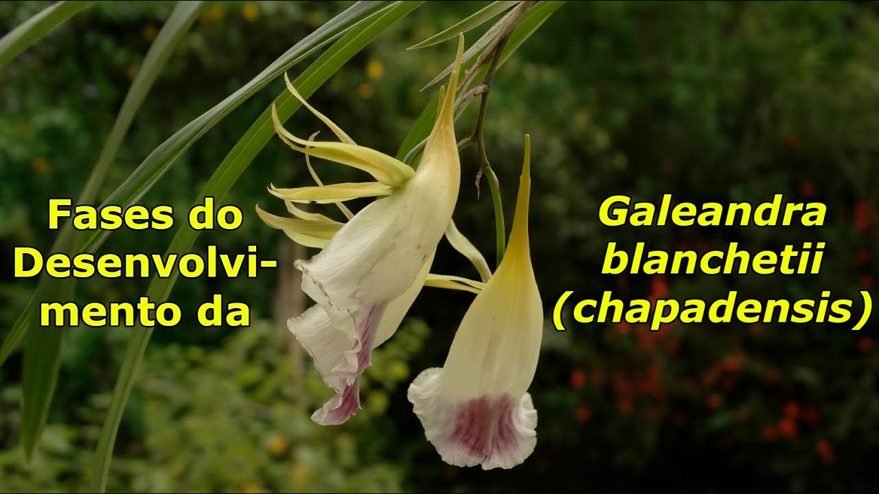 Fases do Desenvolvimento da Galeandra blanchetii (chapadensis)