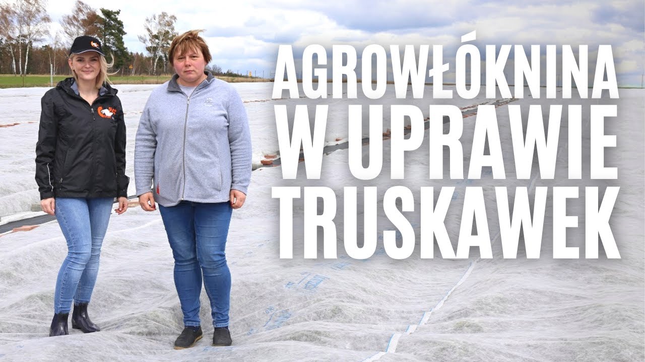 Biała agrowłóknina w uprawie truskawek - co decyduje o jej trwałości