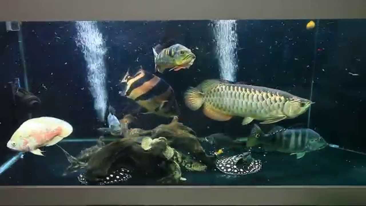 Feeding Time