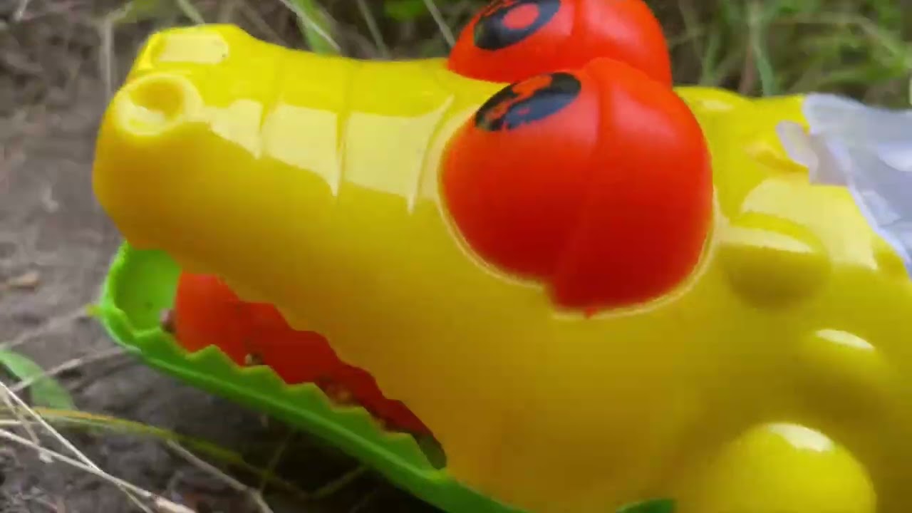 Petualangan tayo di hutan.  