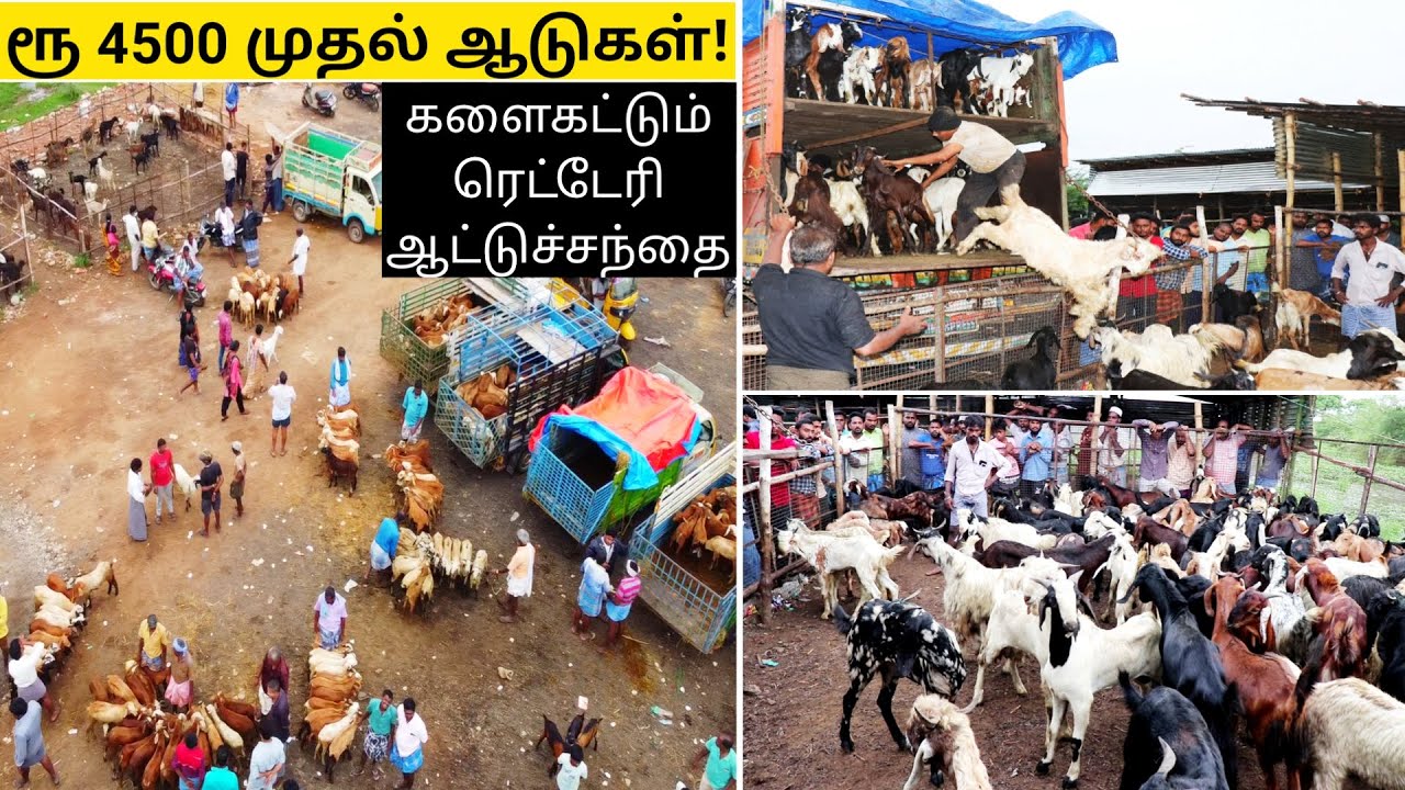 சென்னைகே இங்க இருந்துதான் ஆடுகள் சப்ளை! களைகட்டும் ரெட்டேரி ஆட்டுச்சந்தை | Retteri Goat Market