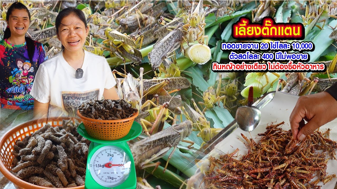 เลี้ยงตั๊กแตน กินหญ้าอย่างเดียว ไม่ต้องซื้อหัวอาหาร ทอดจาน 20 ไข่โลละ 10,000  ตัวสดโลละ 400