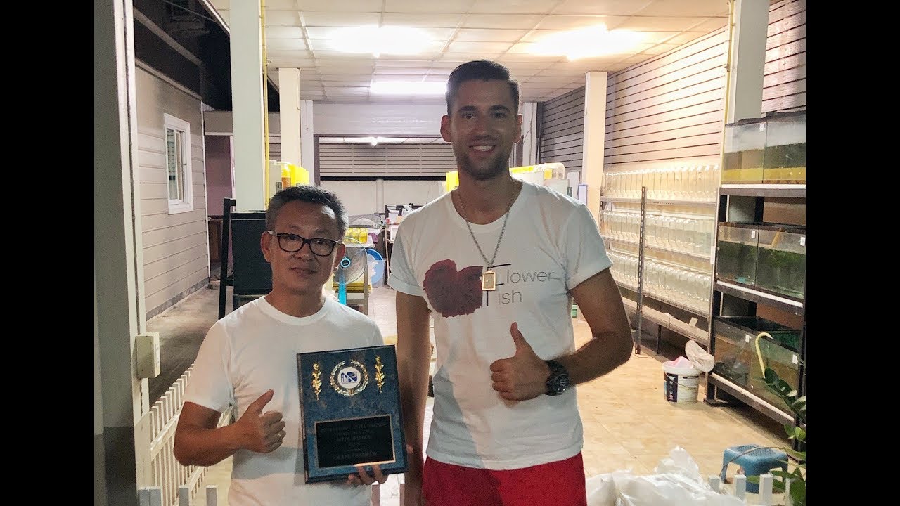 Betta Breeder (Mr. Chok) - World Grand Champion IBC federation