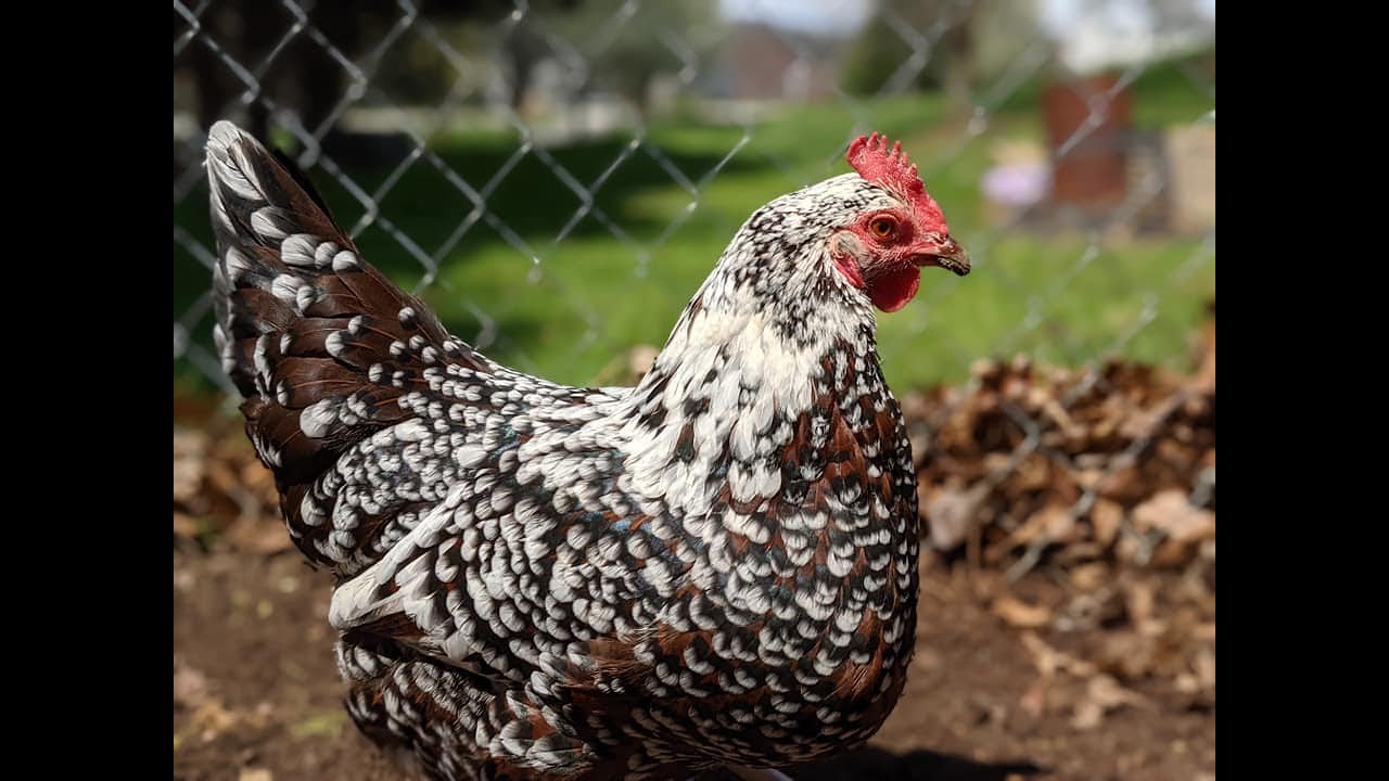 Guide for New Chicken Owners: Care Tips and Hacks