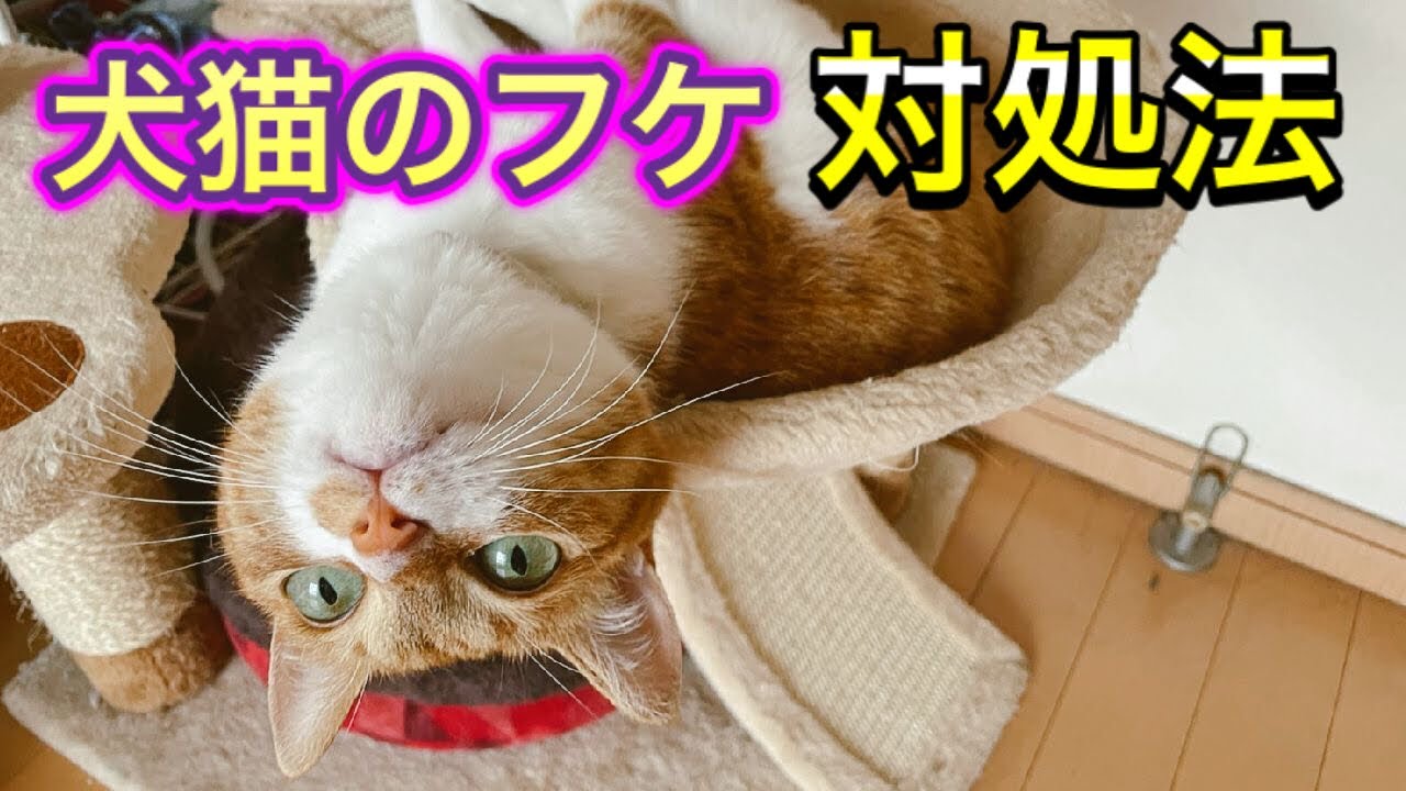 【犬猫のフケ】フケの原因は？自宅での対処法はあるの？