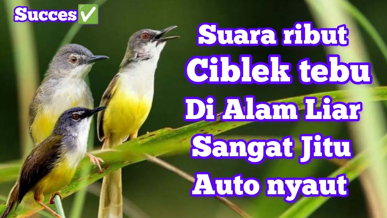 SUARA PIKAT CIBLEK TEBU MEONG RIBUT DI ALAM LIAR|| terbukti ampuh dan auto kumpul