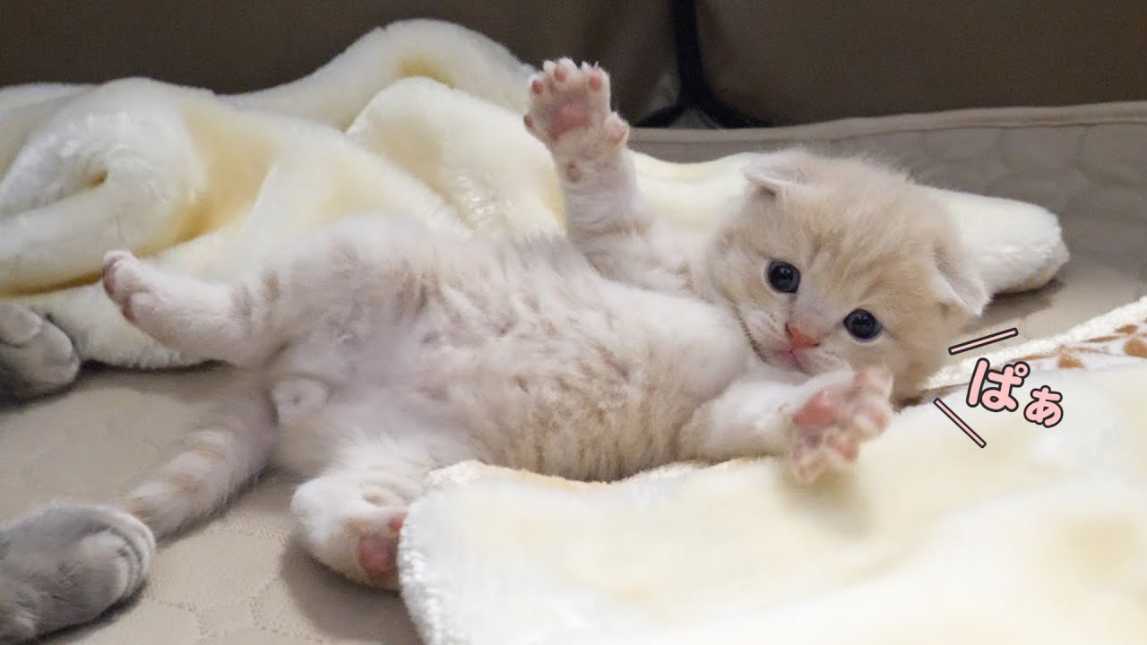 子猫のヘソ天の威力が高すぎてかわいい…スコティッシュフォールドつむの子猫の成長記録…kitten and laying