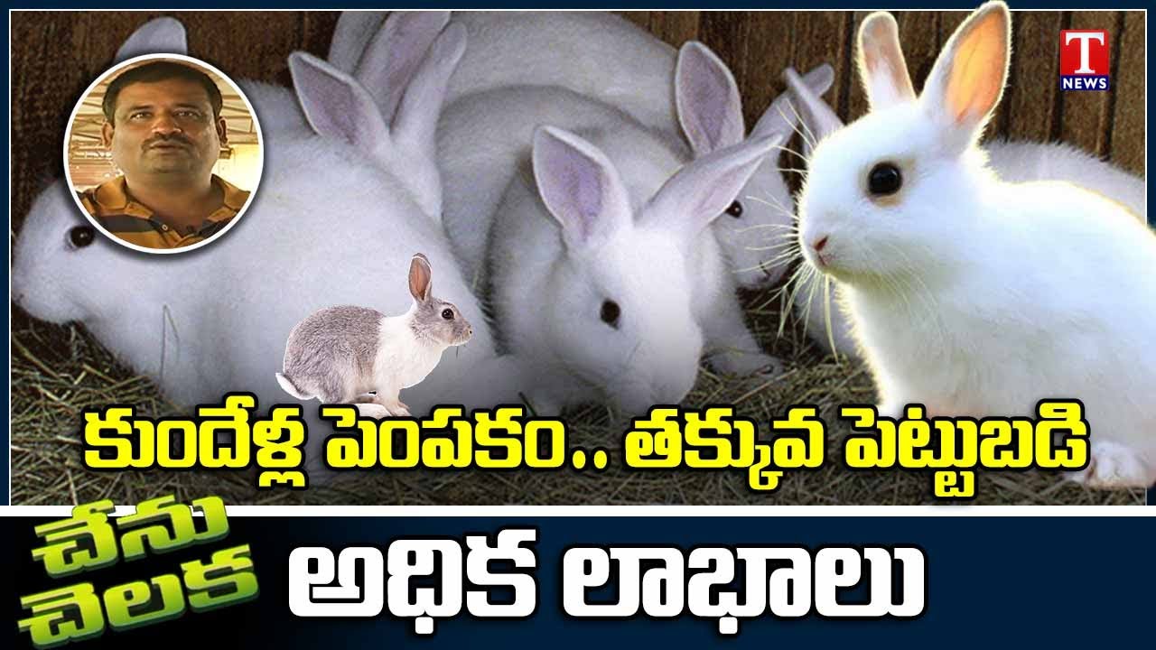 Chenu Chelaka | Rabbit Farming & Breeding of Rabbit by Surender Reddy | T news