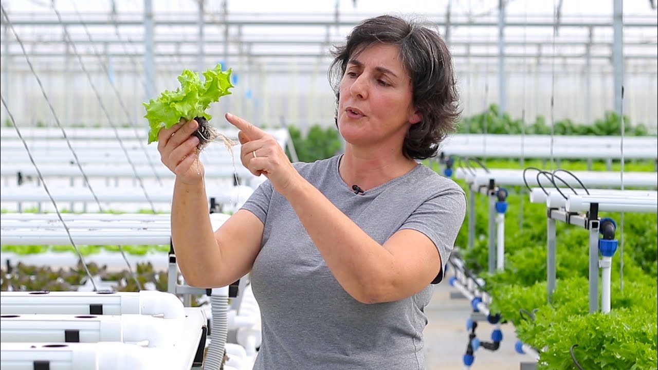 OTM Verde - Hortícolas em Hidroponia