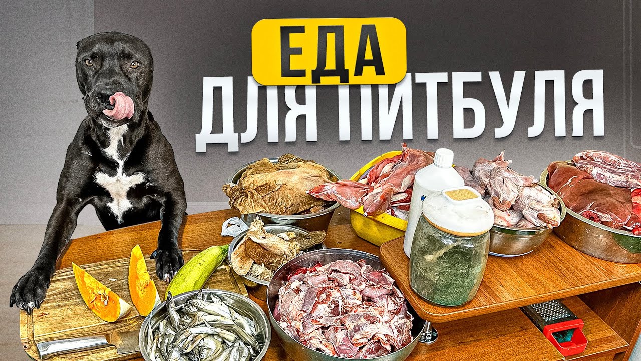 Как я кормлю ПИТБУЛЕЙ и БУЛЛЕЙ!!!!