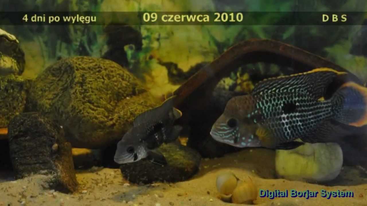 Akara pomarańczowopłetwa pilnuje młodego narybku - wierzbięcice.