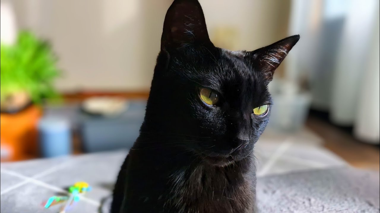 こっそりしっかりなめてたのがバレてちょっと誤魔化しちゃう黒猫