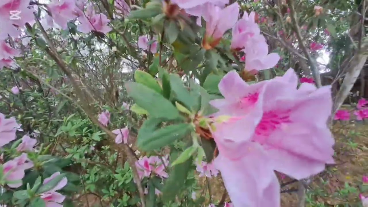 AZALEA FLOWERS 
