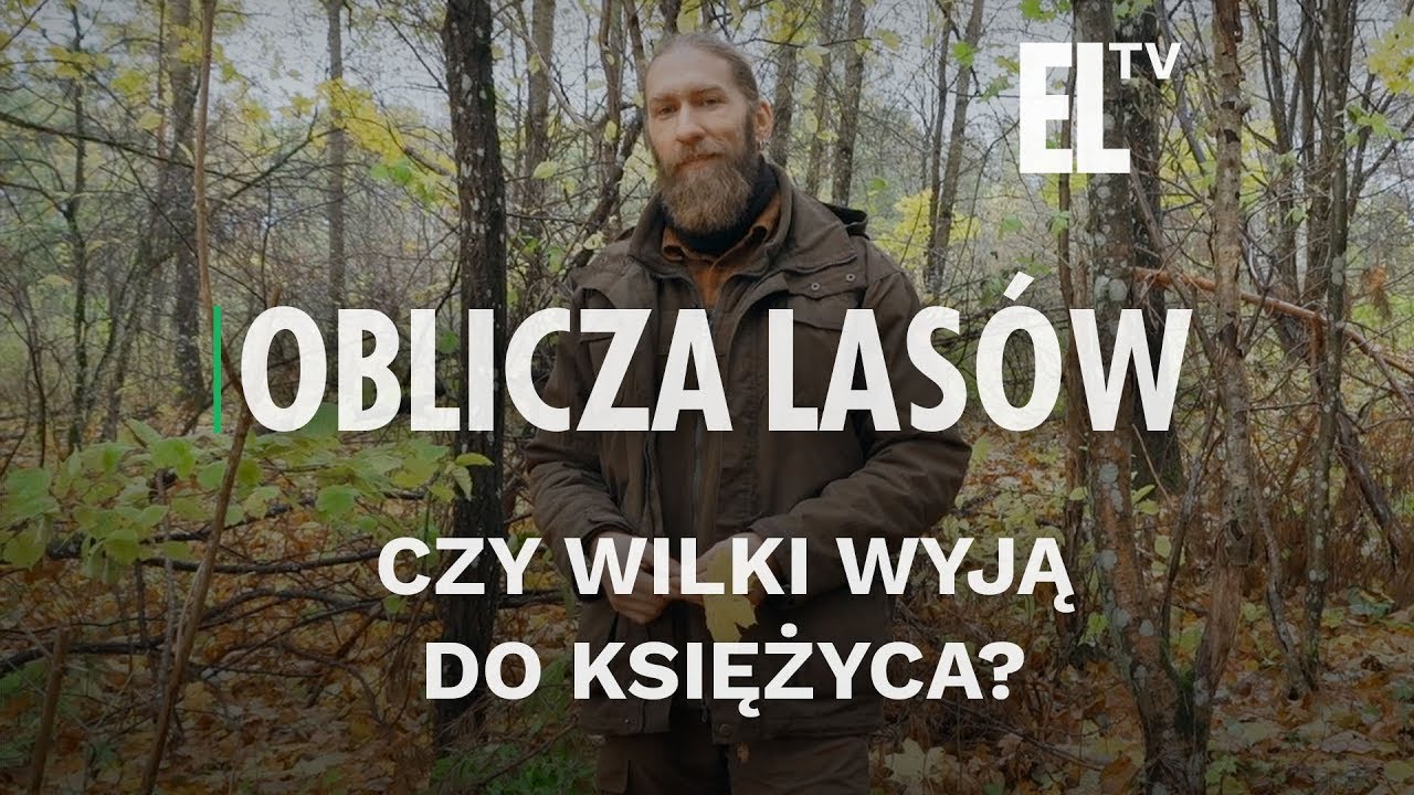 Czy wilki wyją do księżyca? | Oblicza lasów #70