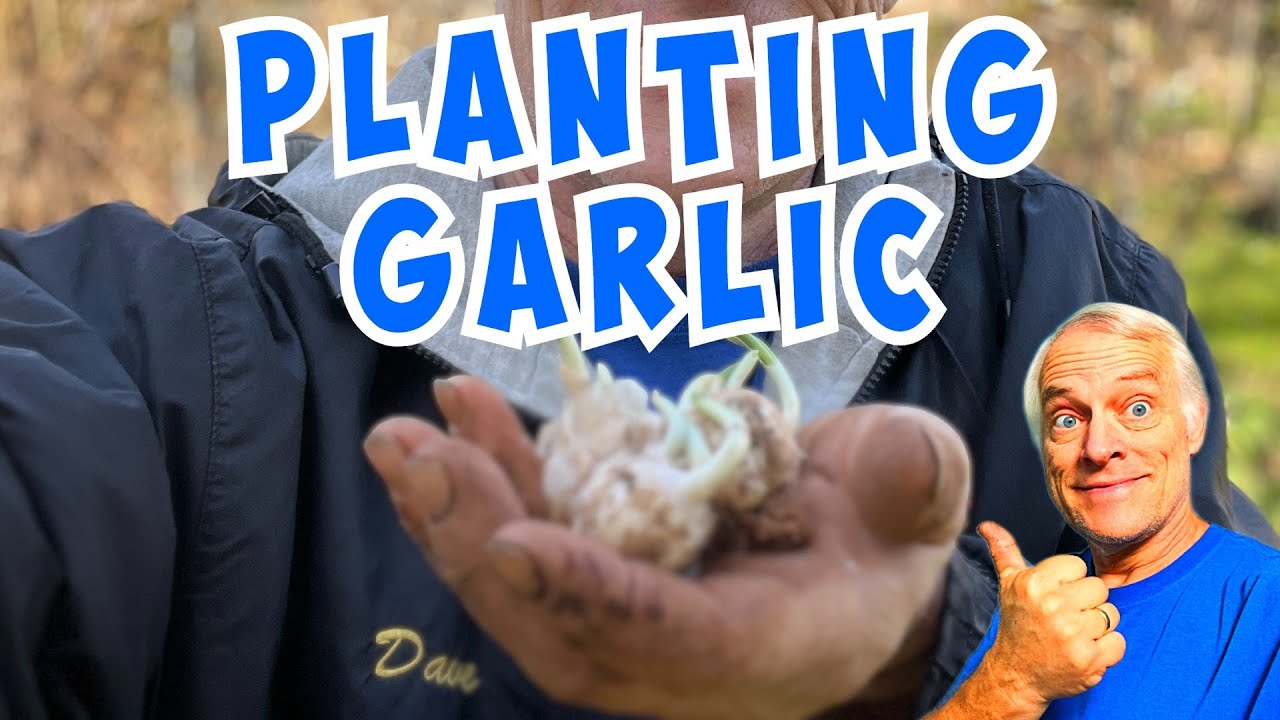 How to Plant Garlic for HUGE Bulbs (Using My DIY Bonemeal)