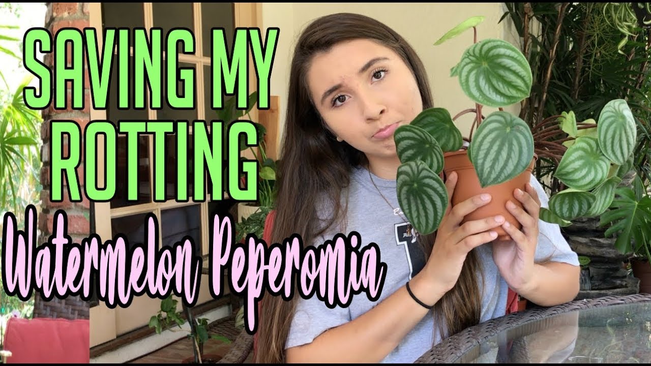 Propagating My Dying Watermelon Peperomia HousePlant