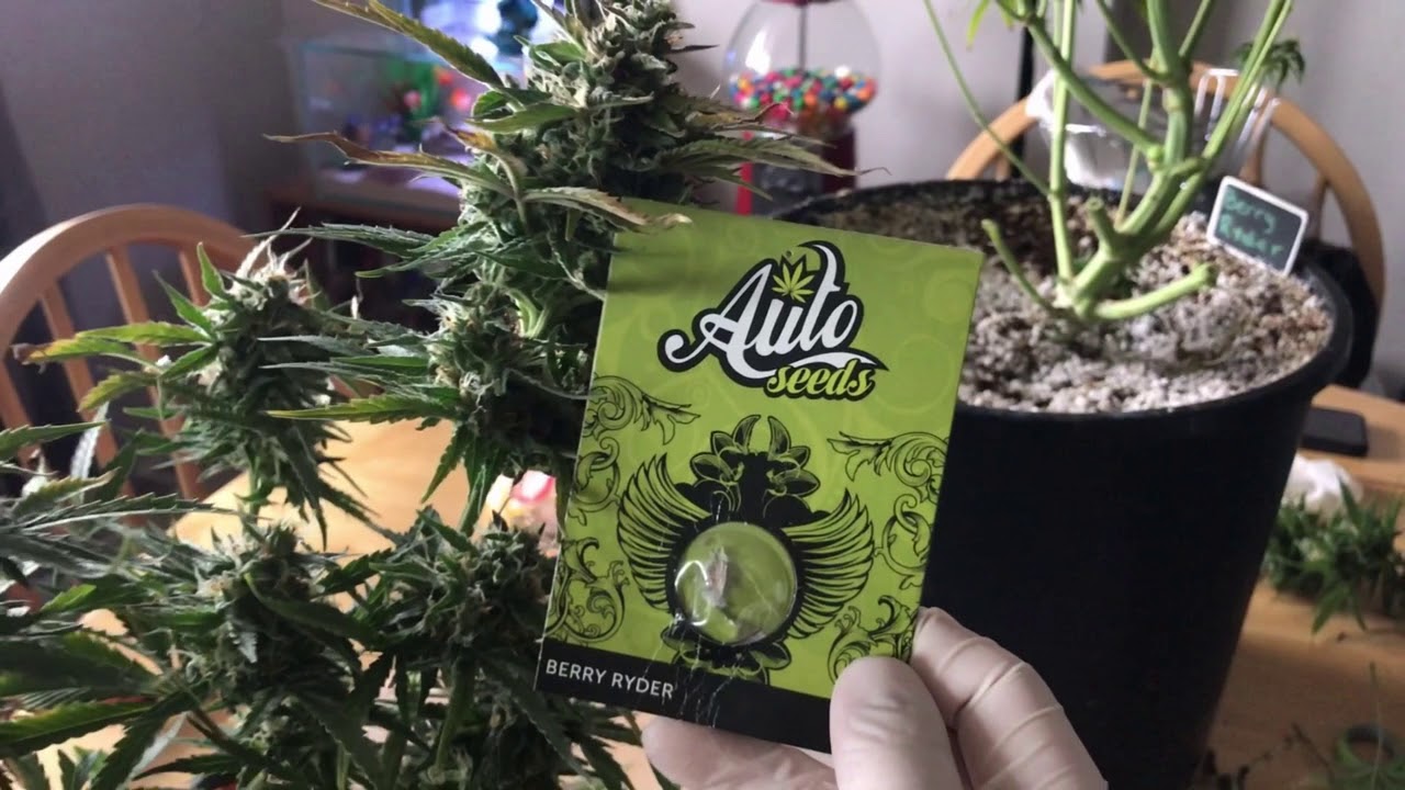 Berry Ryder Autoflower Harvest