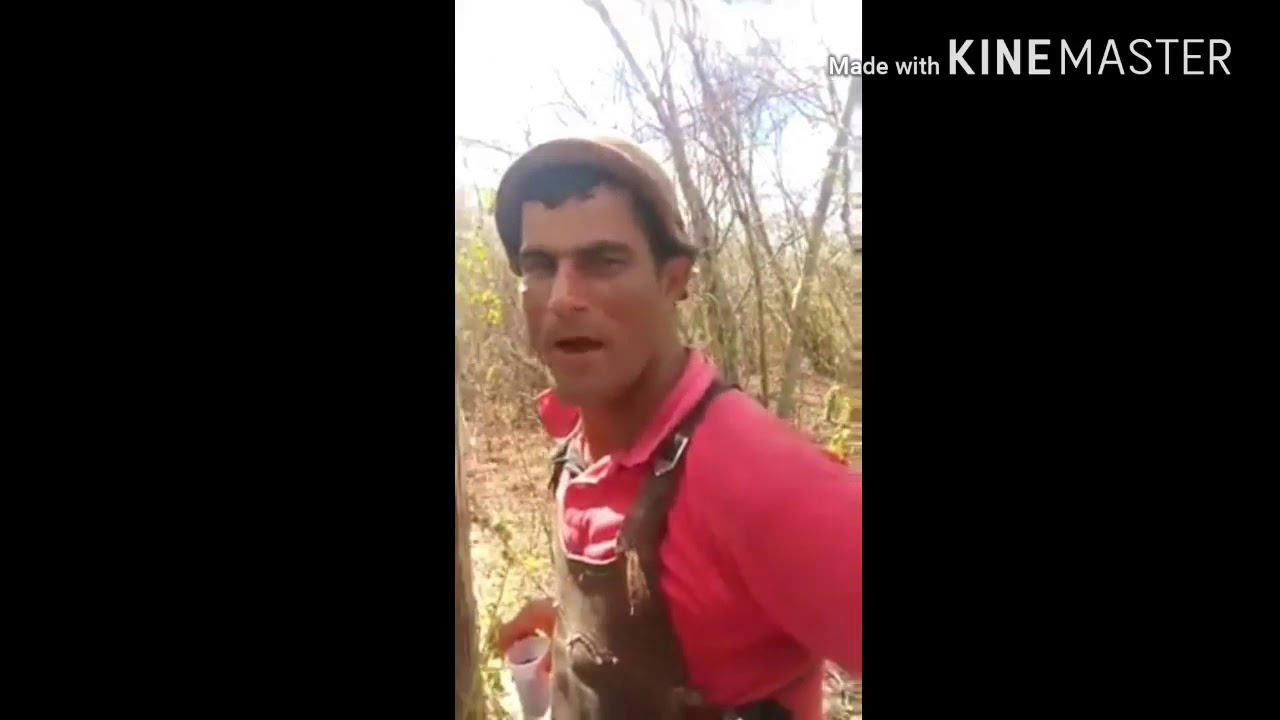 Boi salgadinho vaqueiro pavão e bié