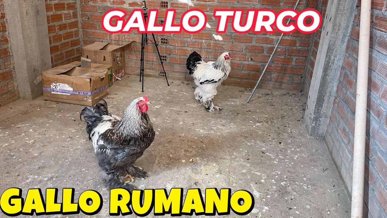 Miren la diferencia de tamaño de un brahama TURCO vs RUMANO