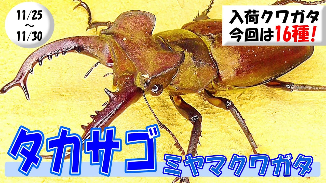 1125-1130入荷クワガタ紹介、16種類！【80mmフォルスターフタマタクワガタssp.ニシ、67mmディディエールシカクワガタ、74mmタカサゴミヤマクワガタ、アルキデスヒラタクワガタなど】