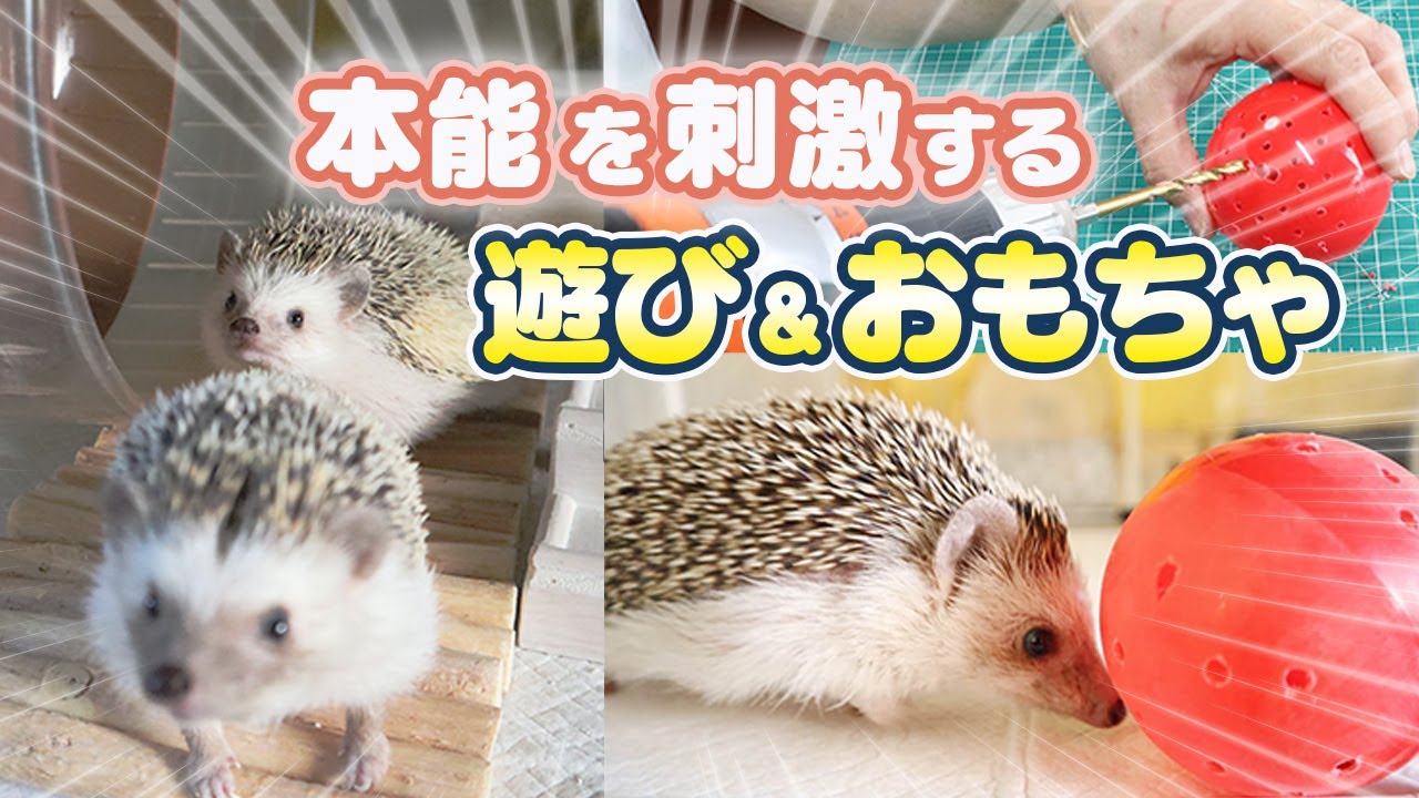 ハリネズミの本能を刺激する遊び＆おもちゃ