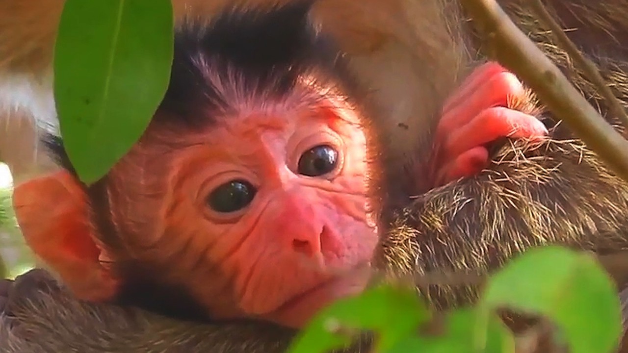 Adorable Wildlife, Old Lovely Mother Monkey Looks Very Careful and Hugs Baby Best