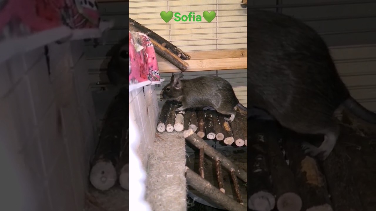 Sofia💚💚💚 the life of degus‼️‼️‼️ #funny #animals #degu #pet #shorts