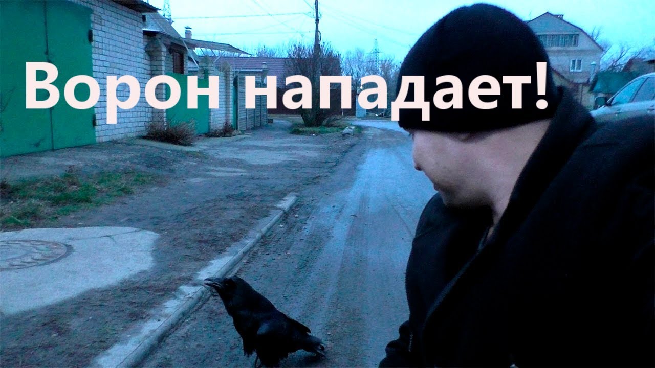 Наглый черный ворон нападает на людей. Опасные животные.