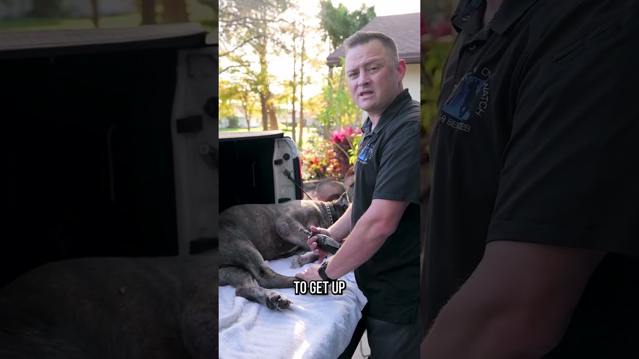 The BEST Way to Trim Your Dog&rsquo;s Nails