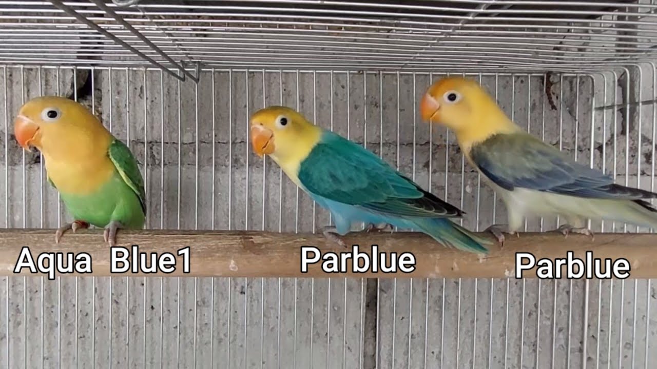 AQUA? BAKIT MAHAL? ANO ANG PAGKAKATULAD AT PAGKAKAIBA SA PARBLUE