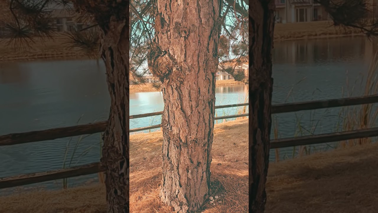#TreeHugger