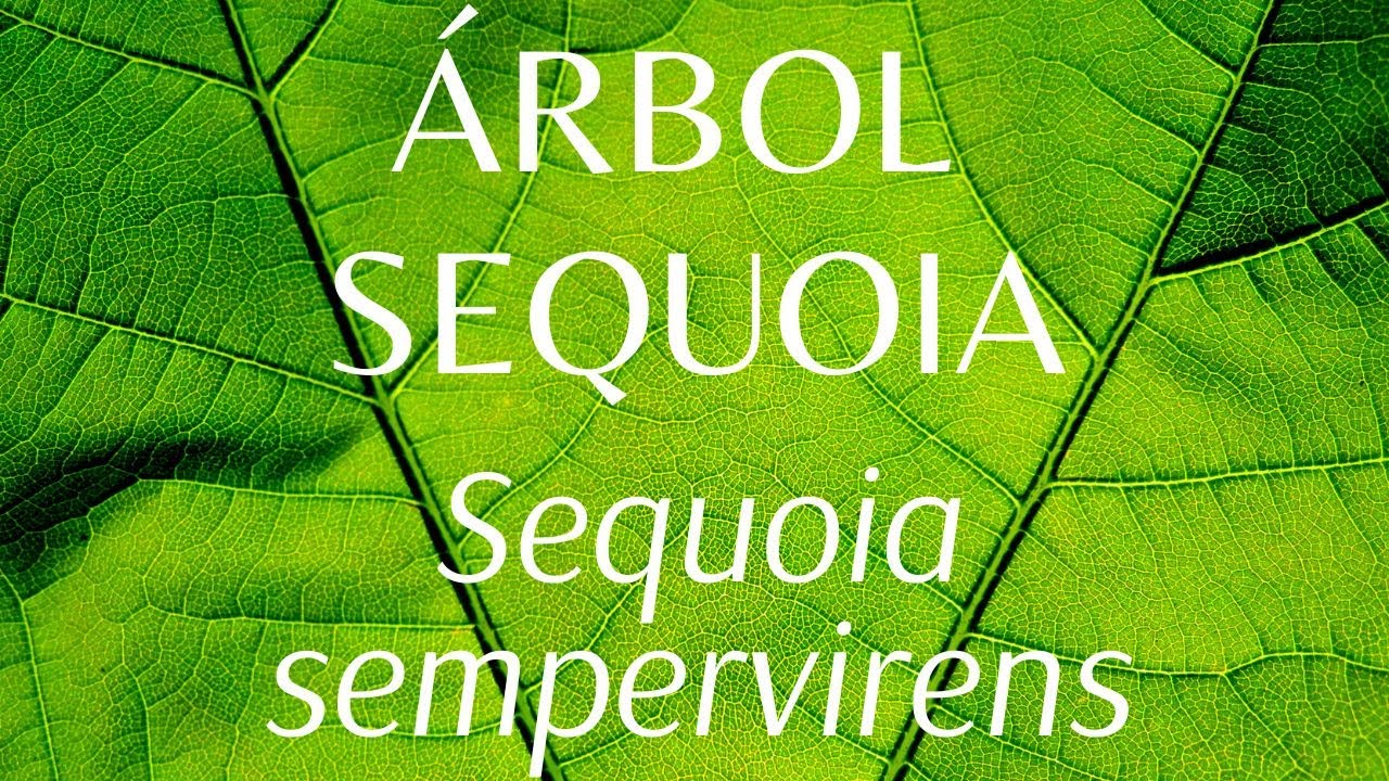ÁRBOL SECUOIA Sequoia sempervirens