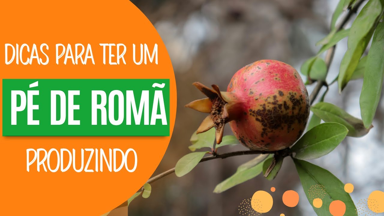 ROMÃ - Como plantar e cuidar de um pé de romã em casa | DICAS SIMPLES PARA TER UM PÉ EM VASO