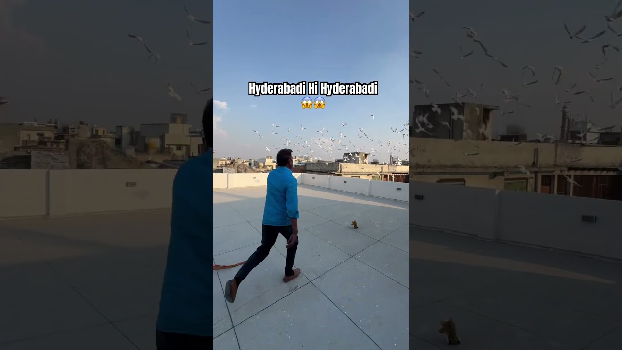 Hyderabadi Hi Hyderabadi || #pigeon #kabootarloft05 #bird #kabootar #shortfeed #shorts #viralshorts