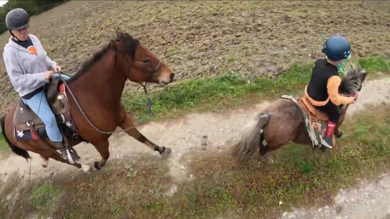 Escouade Equine dans les bois