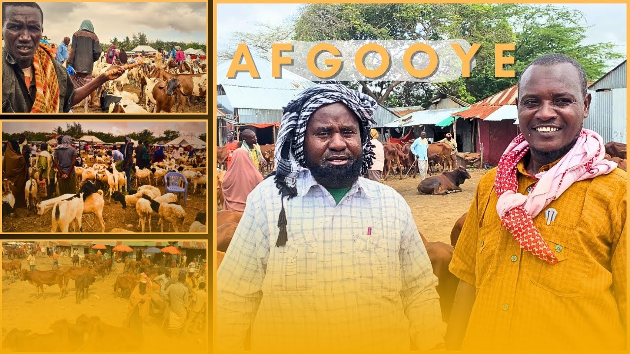 Suuqa xoolaha ee Degmada Afgooye………..?